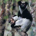 Indri