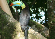 TOUCAN