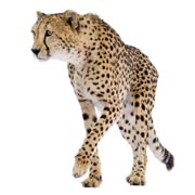 cheetah180