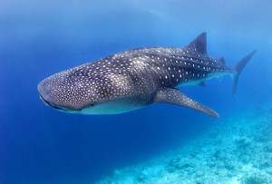 whale-shark